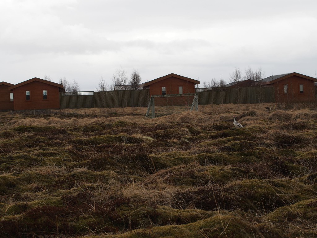 De lokale rypene har også fått med seg ryktene om kjekke herremenn i hyttelandsbyen, og strømmer til